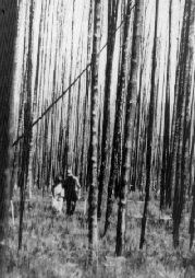 Seedlings grow beneath charred trees in
Yellowstone