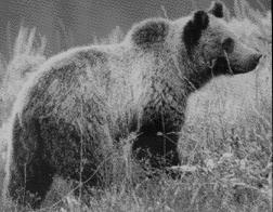 Grizzly bear
