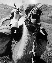 Llamas Juan and Booker trek through a Colorado
wilderness