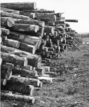 Douglas-fir logs: Is the public being robbed
blind?