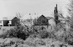 Like sardines: saguaro and subdivisions