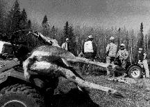 Sportsmen share a four-wheeler to pick up dead
game