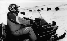 Snowmobiling among bison in the park/Dewey
Vanderoff