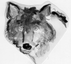 Wolf watercolor