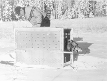 One of the wolves released in Yellowstone last
January