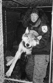 USFW's Alice Whitelaw removes a tranquilized wolf from its
cage