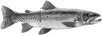 Trout
