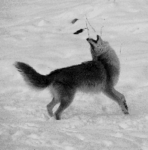A coyote plays with a mouse