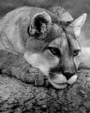 Cougar