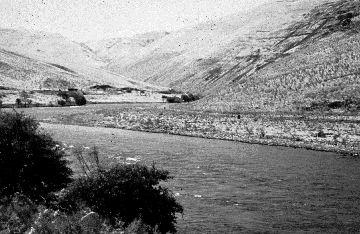 Banks of Lower Deschutes River in September 1986 were bare
when grazing was allowed