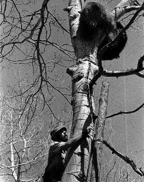 Biologist Tom Beck trees a bear