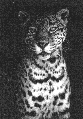 Jaguar