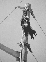 Dead eagle hangs from a pole