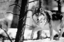 Mexican wolf shortly after release