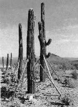 Saguaro at Eagle Mtn. residential and golf development
near Phoenix