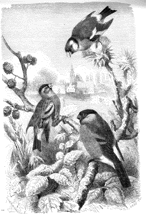 Illustration of backyard birds