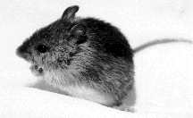 Preble's meadow jumping mouse