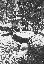 Peter Galvin examines stump of 400-year-old ponderosa
pine