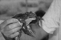 A bullfrog devours a smaller bullfrog