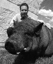 Gene Baierschmidt with Elvis, the pot-bellied
pig