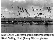California gulls gather to gorge in Skull Valley,
Utah