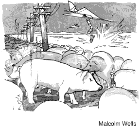 Cartoon: Pigs and bombers compete in the West