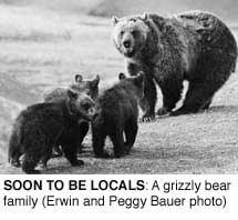 SOON TO BE LOCALS: A grizzly bear family