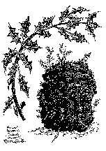 Fremont barberry bush