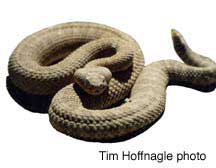 Snake