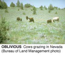 OBLIVIOUS: Cows grazing in Nevada