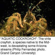 Virile crayfish devastating some Ariz. streams