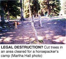 LEGAL DESTRUCTION? Cut trees in an area cleared for a
horsepacker's camp