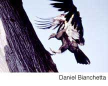 California condor