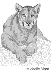 Illustration of mountain lion