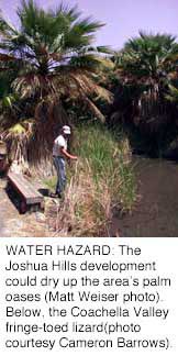 The Joshua Hills development could dry up the area's palm
oases.