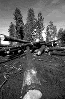 TRIMMING DOWN: Forest Service thinning operations on the
Bitterroot National Forest in Montana