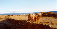MUTTSTAFARIAN: A mangy mutt, too wild to be petted, has
roamed the waste rock of Butte's Superfund site and an adjacent
mine for 16 years. The dog's unshorn dreadlocks help insulate him
from the brutal winters