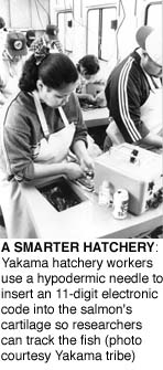 A SMARTER HATCHERY: Yakama hatchery workers use a
hypodermic needle to insert an 11-digit electronic code into the
salmon's cartilage so researchers can track the fish