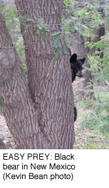 EASY PREY: Black bear in New Mexico