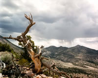 Bristlecone pine on the Nevada Test Site