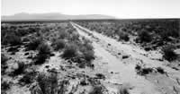 SOMEDAY A ROAD TO SOMEWHERE: A dirt road cuts across
desert land south of Albuquerque - desert land that will someday
support the city's largest development