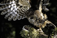 NO ROOM TO SPREAD ITS WINGS: Northern spotted owl with
prey, photographed in Northern California