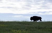 TREATING BISON LIKE CATTLE: The Forest Service doesn't
plan to restore herds of wild bison to national grasslands.
Instead, it would make it easier to lease grassland for
domesticated bison, like this one on Little Missouri National
Grasslands in ND
