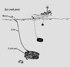 Setting crab pots