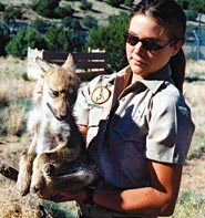 Captive breeding programs were started with five wild
wolves captured in Mexico