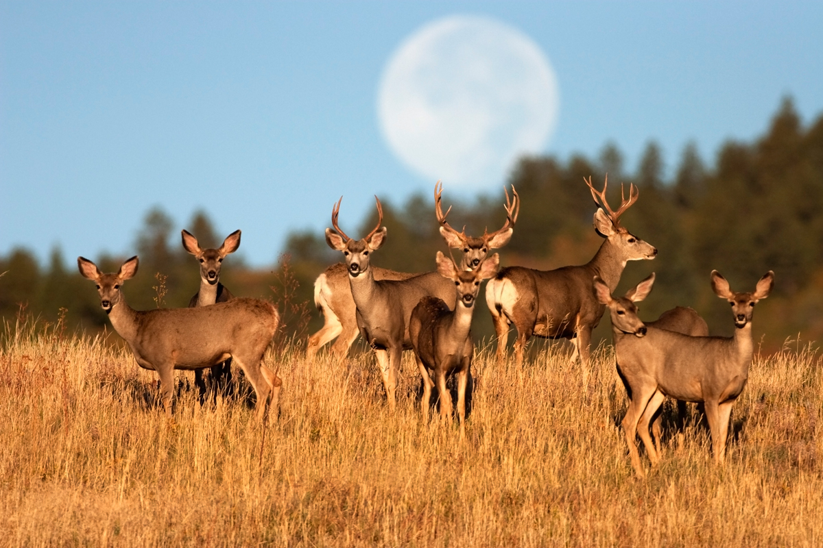 What is a Deer Herd? Understanding Behavior and Social Structure