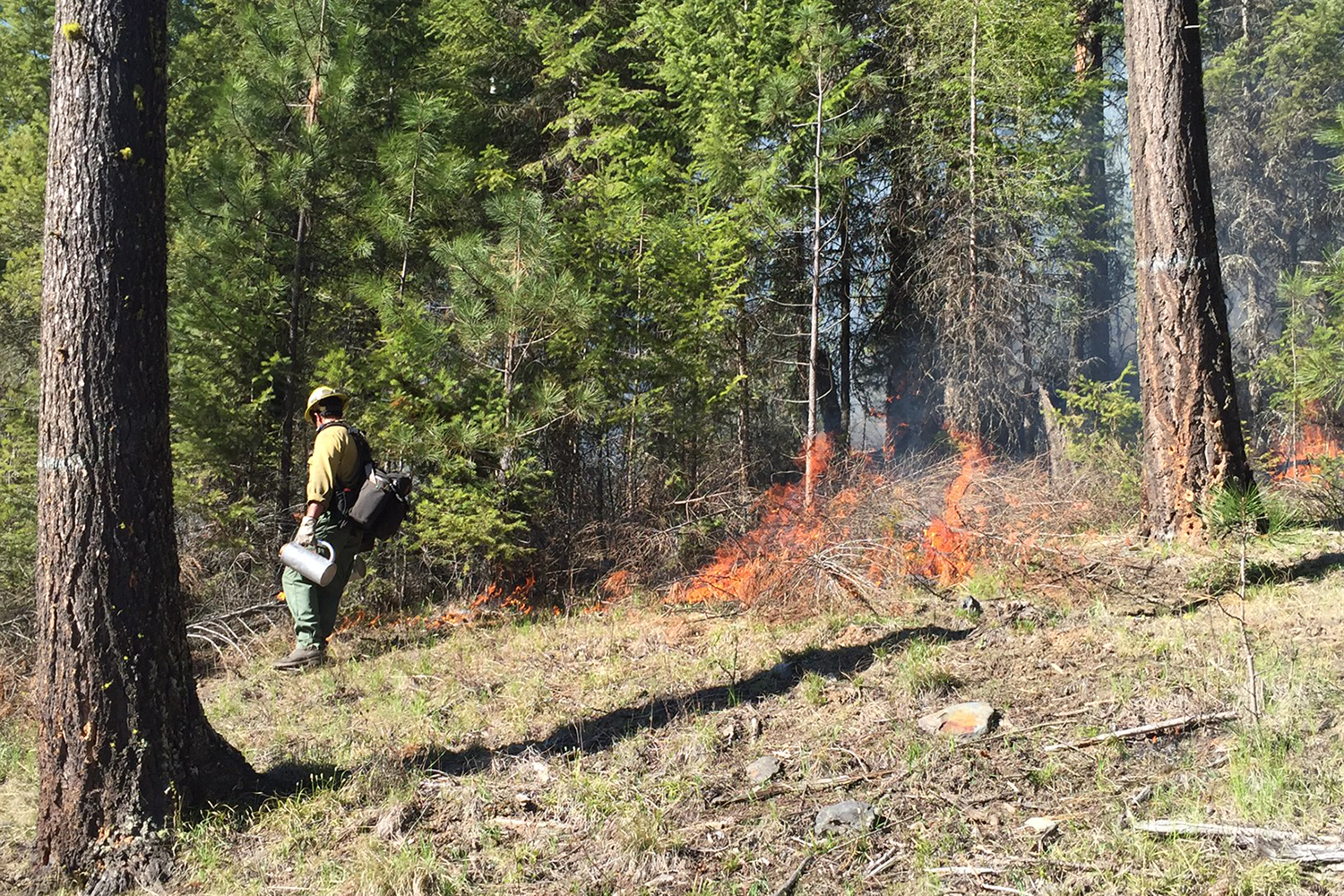 The ‘ecological hate speech’ developed around wildfire
