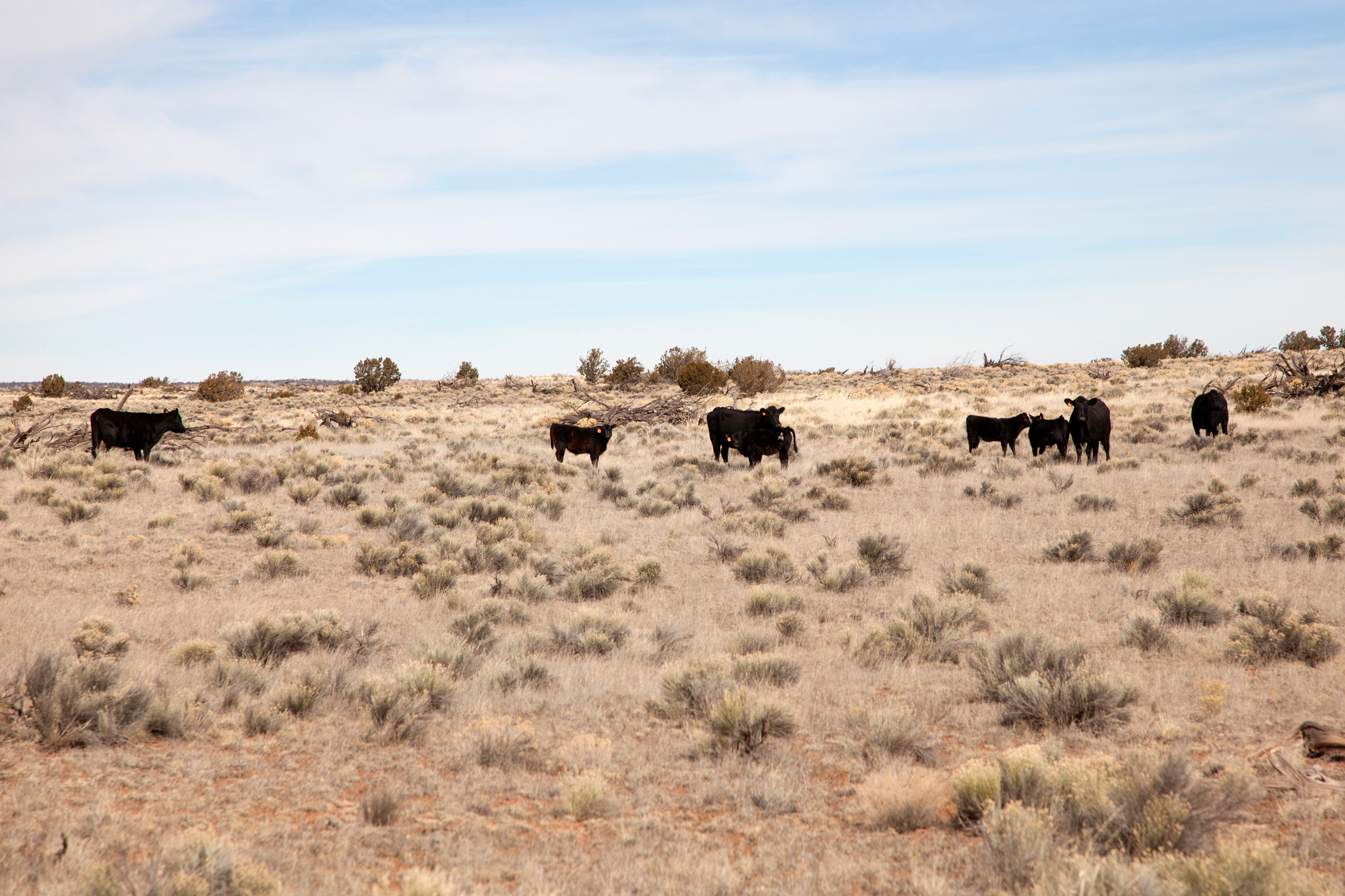 Native Ranchers Navajo ranchers are raising premium beef - High Country News
