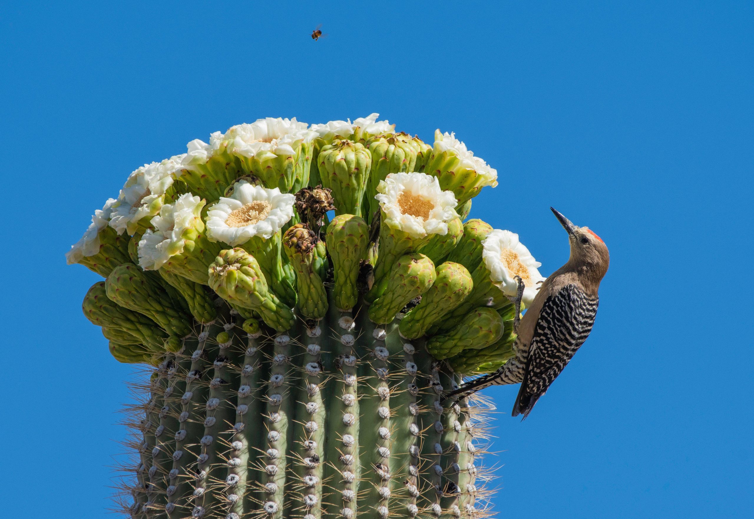 Counting flowers to read the saguaro's future - High Country News