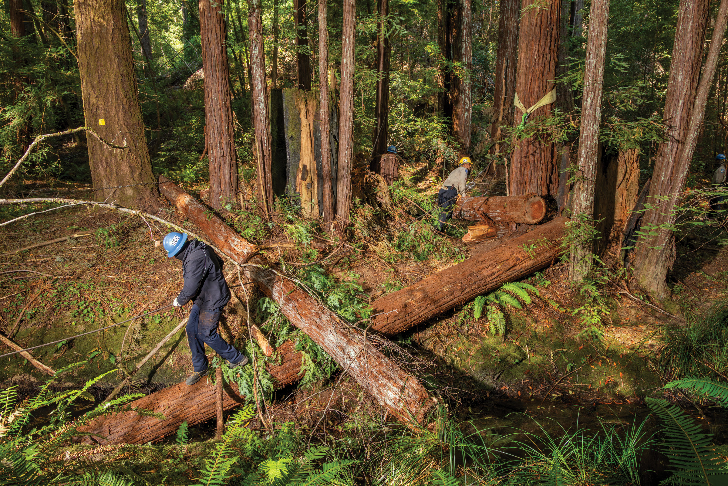 In Mendocino, river restoration pays off for salmon